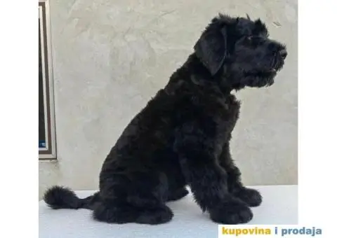 Štenci Crnog ruskog terijera - 1/14