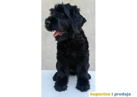 Štenci Crnog ruskog terijera - 2/14