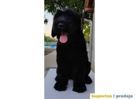 Štenci Crnog ruskog terijera - 3/14