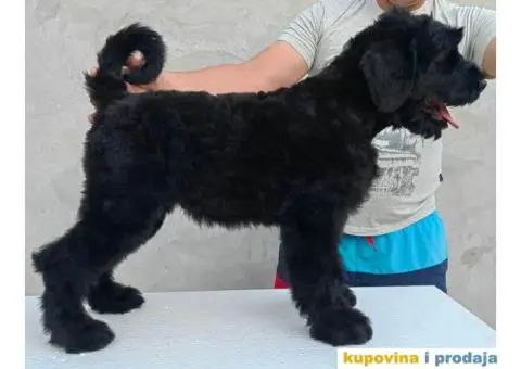 Štenci Crnog ruskog terijera - 4/14