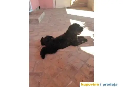 Štenci Crnog ruskog terijera - 5/14