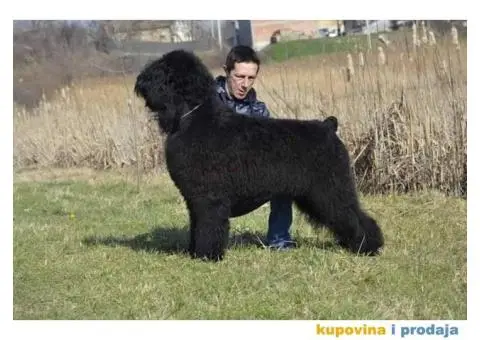 Štenci Crnog ruskog terijera - 6/14