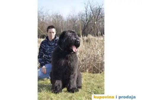 Štenci Crnog ruskog terijera - 7/14