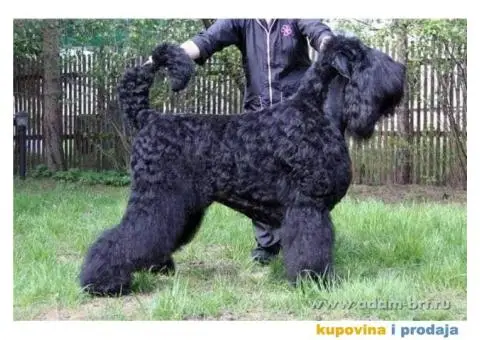 Štenci Crnog ruskog terijera - 8/14