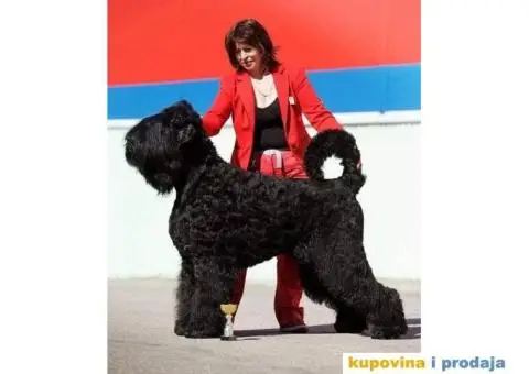 Štenci Crnog ruskog terijera - 9/14