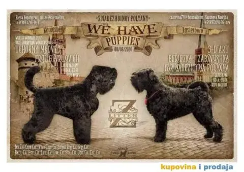 Štenci Crnog ruskog terijera - 10/14