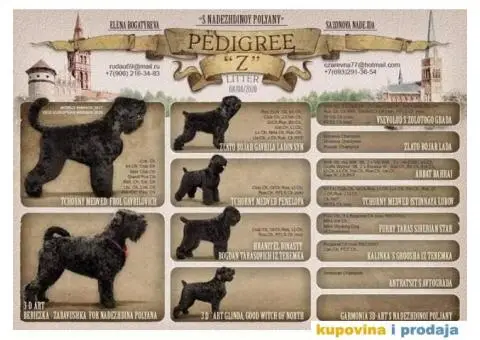 Štenci Crnog ruskog terijera - 11/14