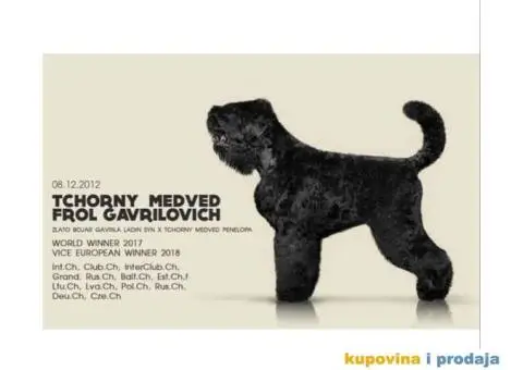 Štenci Crnog ruskog terijera - 12/14