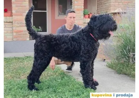 Štenci Crnog ruskog terijera - 13/14