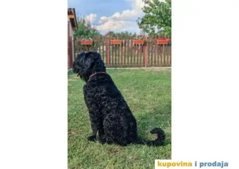 Štenci Crnog ruskog terijera - 14/14