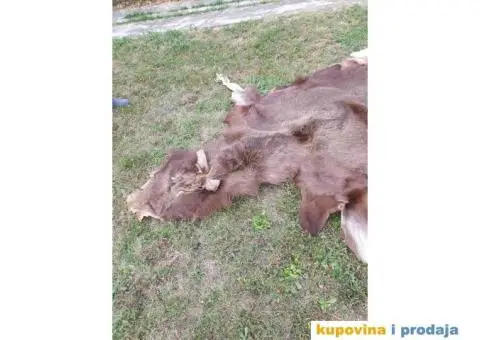 Krzno Irvasa 3x3 m - 2/4