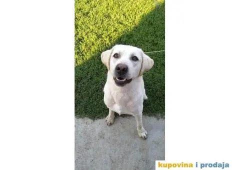 Labrador za parenje - 1/5