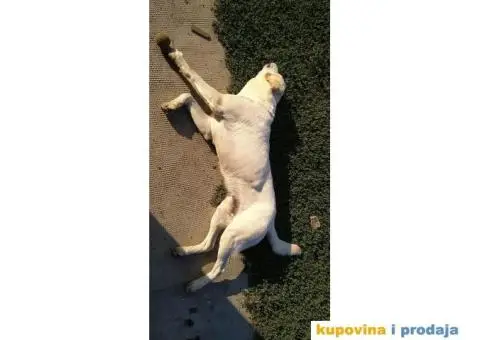 Labrador za parenje - 2/5