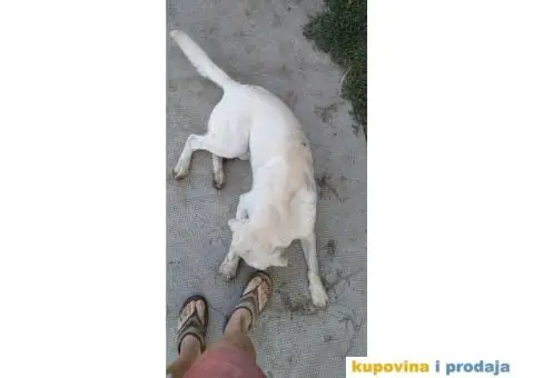 Labrador za parenje - 3/5