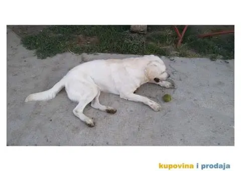 Labrador za parenje - 4/5