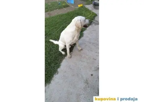 Labrador za parenje - 5/5