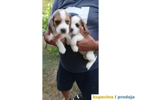 Kucni ljubimci - 1/6