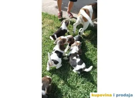 Kucni ljubimci - 2/6