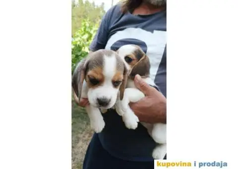 Kucni ljubimci - 3/6