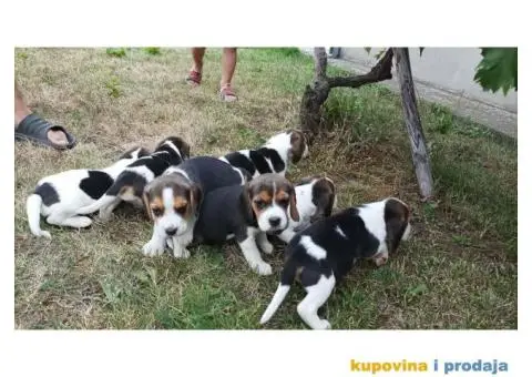 Kucni ljubimci - 4/6