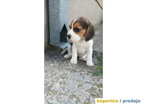 Kucni ljubimci - 5/6