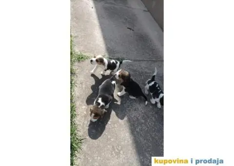 Kucni ljubimci - 6/6