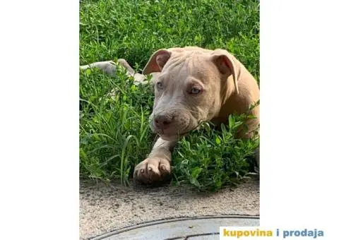 PitBull štenci - 1/10
