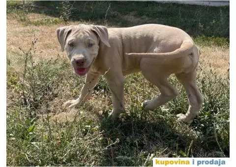 PitBull štenci - 2/10