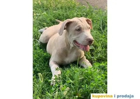 PitBull štenci - 3/10