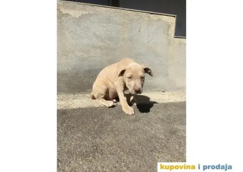 PitBull štenci - 4/10