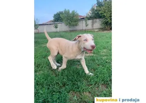 PitBull štenci - 5/10