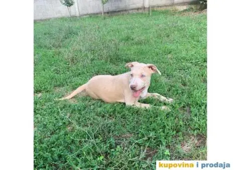 PitBull štenci - 6/10