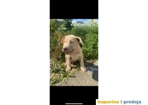 PitBull štenci - 7/10