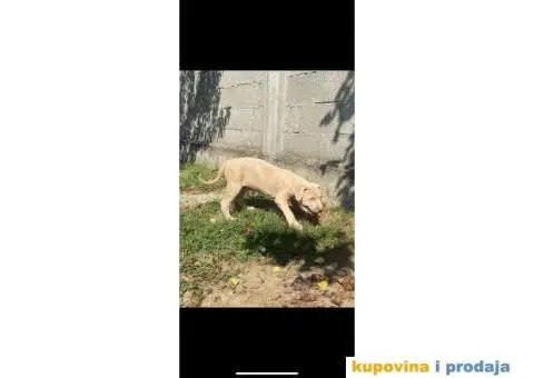 PitBull štenci - 8/10