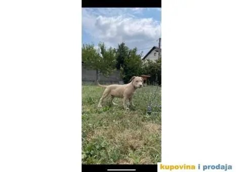 PitBull štenci - 9/10