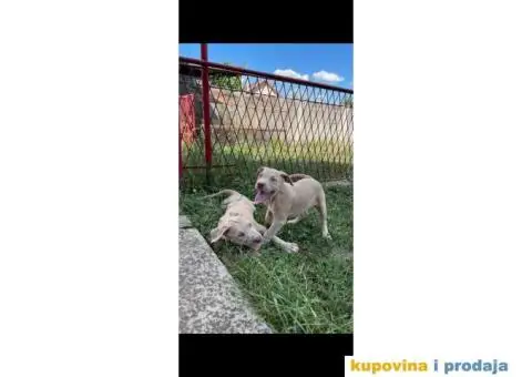 PitBull štenci - 10/10