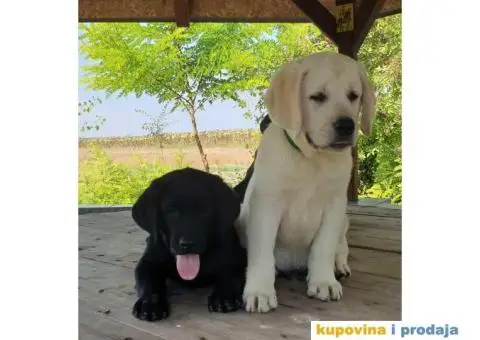 Labrador Retriver - 1/14