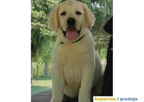 Labrador Retriver - 2/14