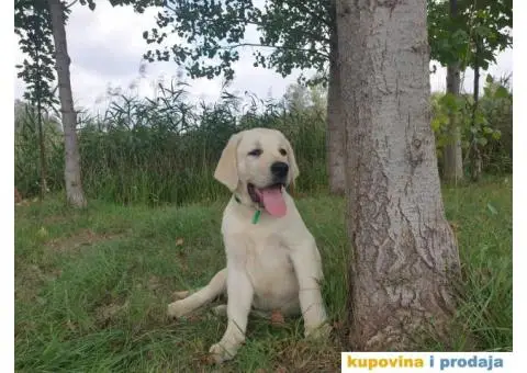 Labrador Retriver - 3/14