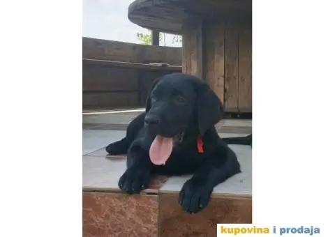 Labrador Retriver - 4/14