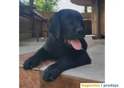 Labrador Retriver - 5/14