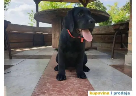 Labrador Retriver - 6/14