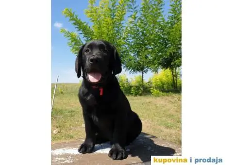 Labrador Retriver - 7/14