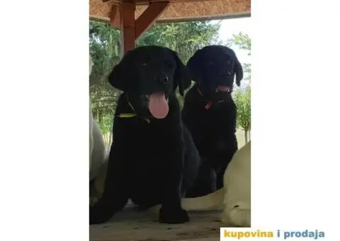 Labrador Retriver - 8/14