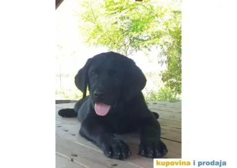Labrador Retriver - 9/14