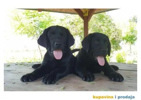 Labrador Retriver - 10/14