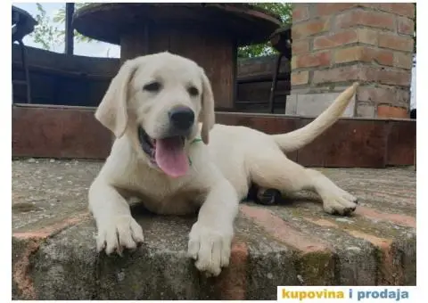 Labrador Retriver - 11/14