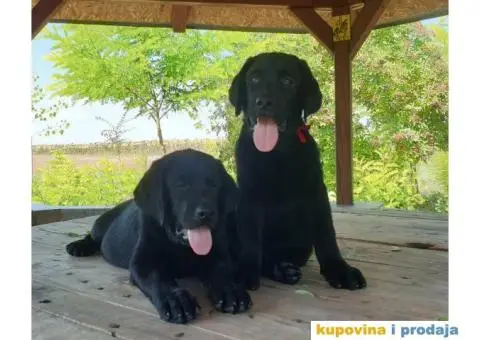 Labrador Retriver - 12/14