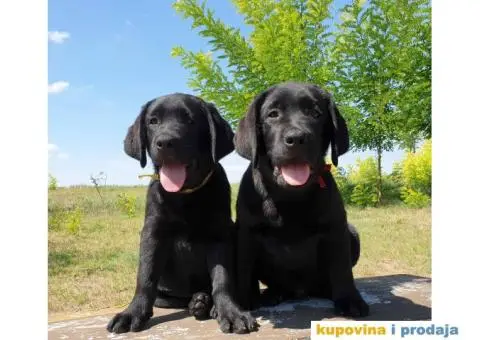 Labrador Retriver - 13/14