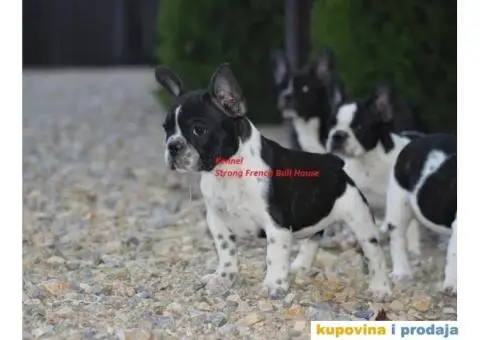 Francuski Buldog - 1/3